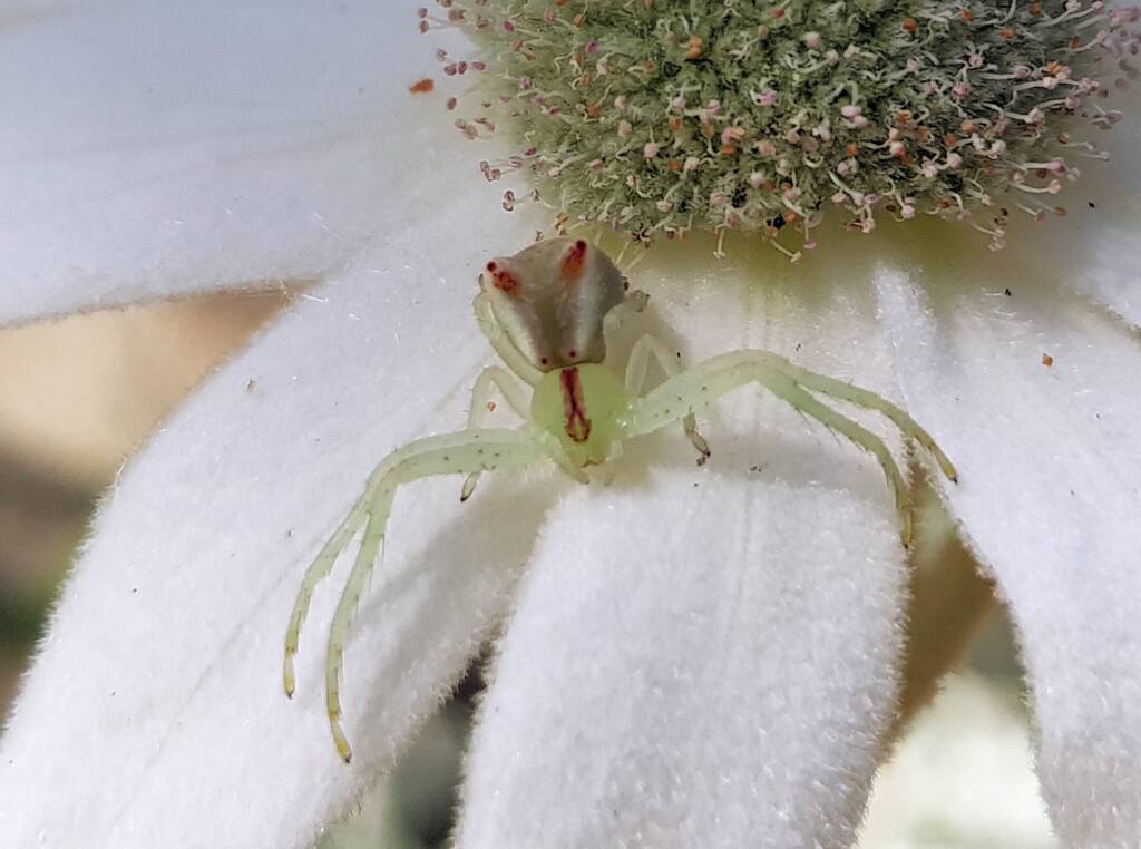 Red-tipped Crab Spider (Sidymella rubrosignata) on a Flannel Flower, Stony Range Regional Botanic Garden, Dee Why NSW