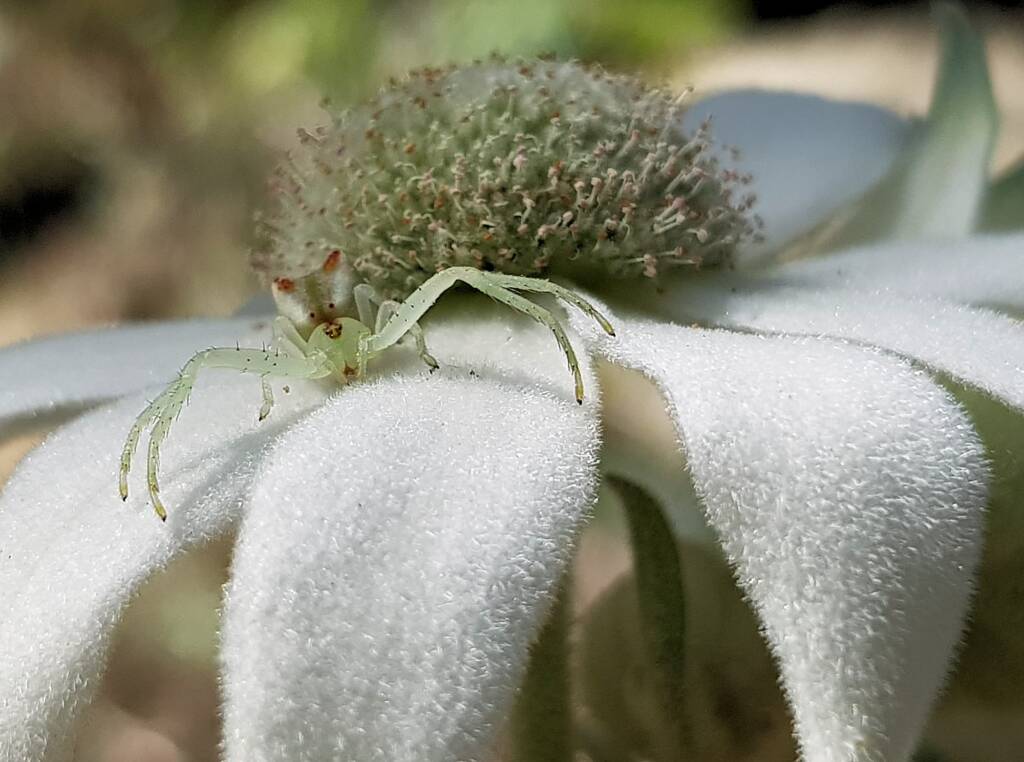 Red-tipped Crab Spider (Sidymella rubrosignata) on a Flannel Flower, Stony Range Regional Botanic Garden, Dee Why NSW