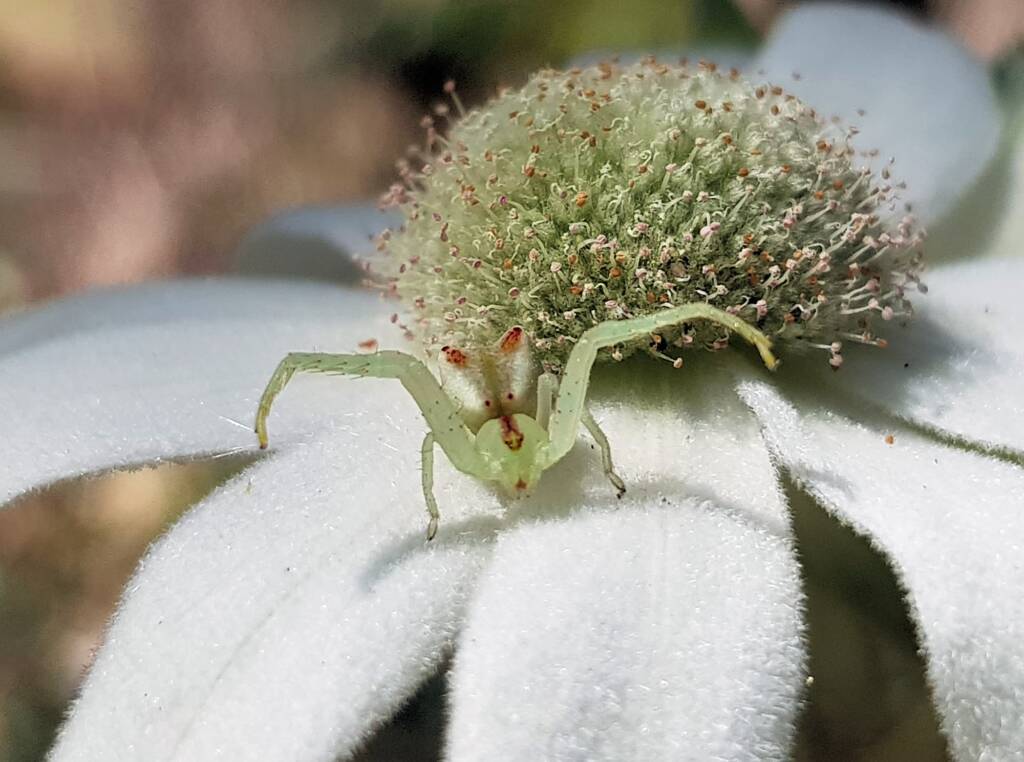 Red-tipped Crab Spider (Sidymella rubrosignata) on a Flannel Flower, Stony Range Regional Botanic Garden, Dee Why NSW