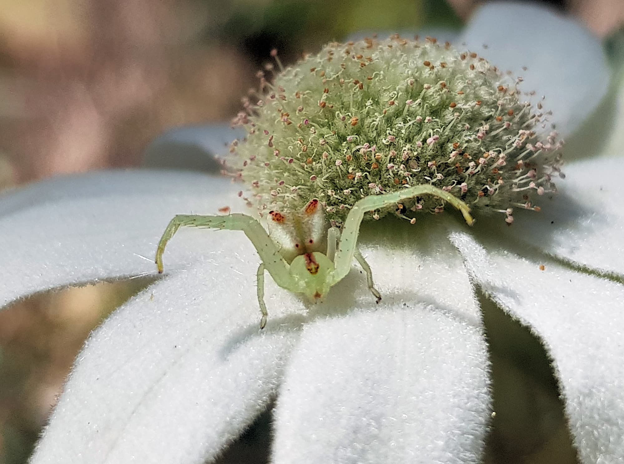 Red-tipped Crab Spider (Sidymella rubrosignata) on a Flannel Flower, Stony Range Regional Botanic Garden, Dee Why NSW