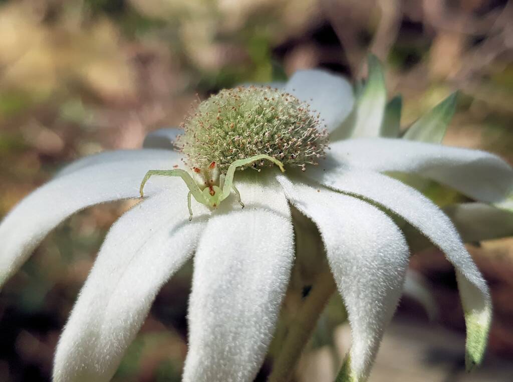 Red-tipped Crab Spider (Sidymella rubrosignata) on a Flannel Flower, Stony Range Regional Botanic Garden, Dee Why NSW