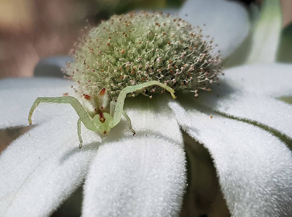 Red-tipped Crab Spider (Sidymella rubrosignata) on a Flannel Flower, Stony Range Regional Botanic Garden, Dee Why NSW
