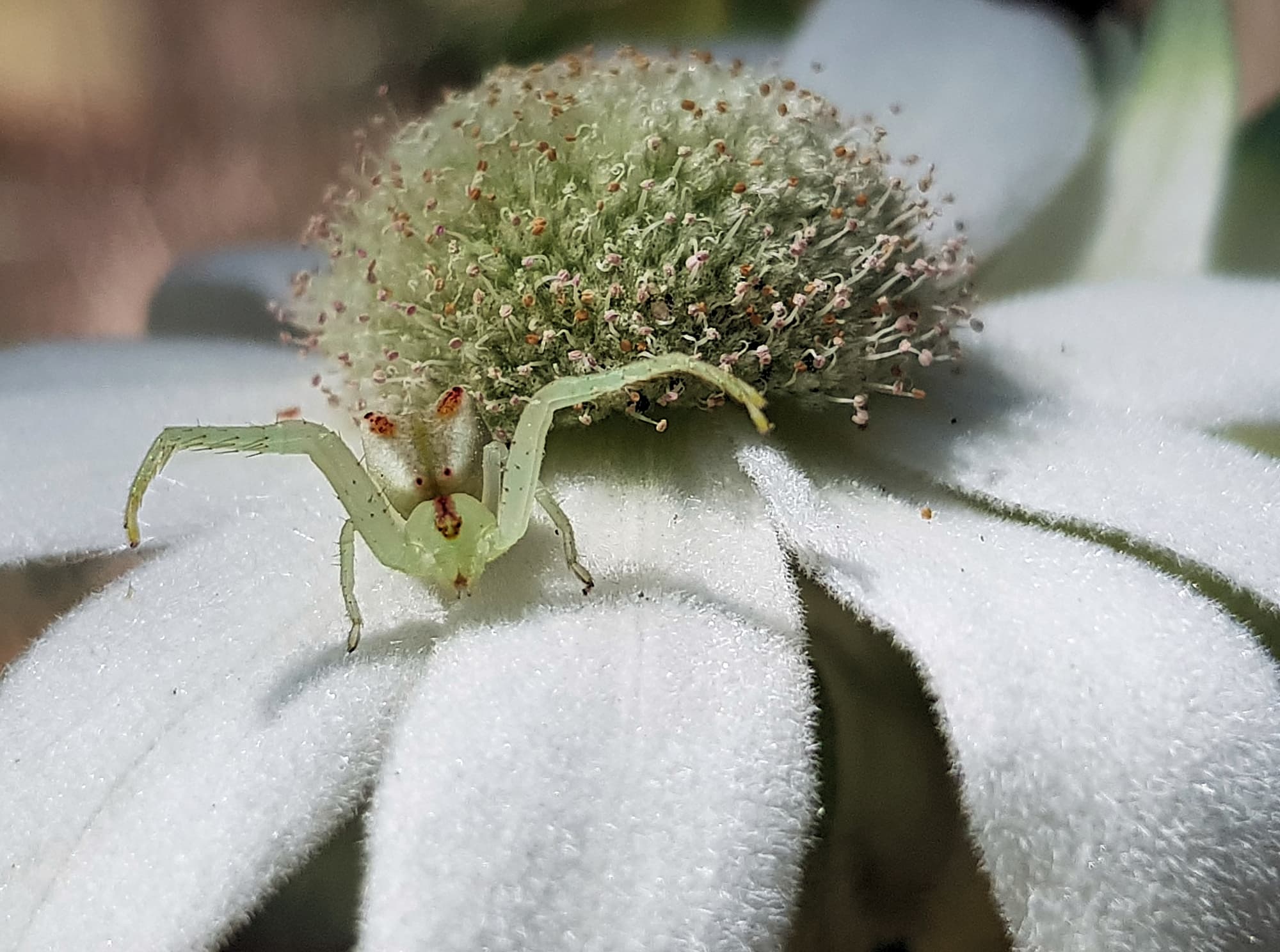Red-tipped Crab Spider (Sidymella rubrosignata) on a Flannel Flower, Stony Range Regional Botanic Garden, Dee Why NSW