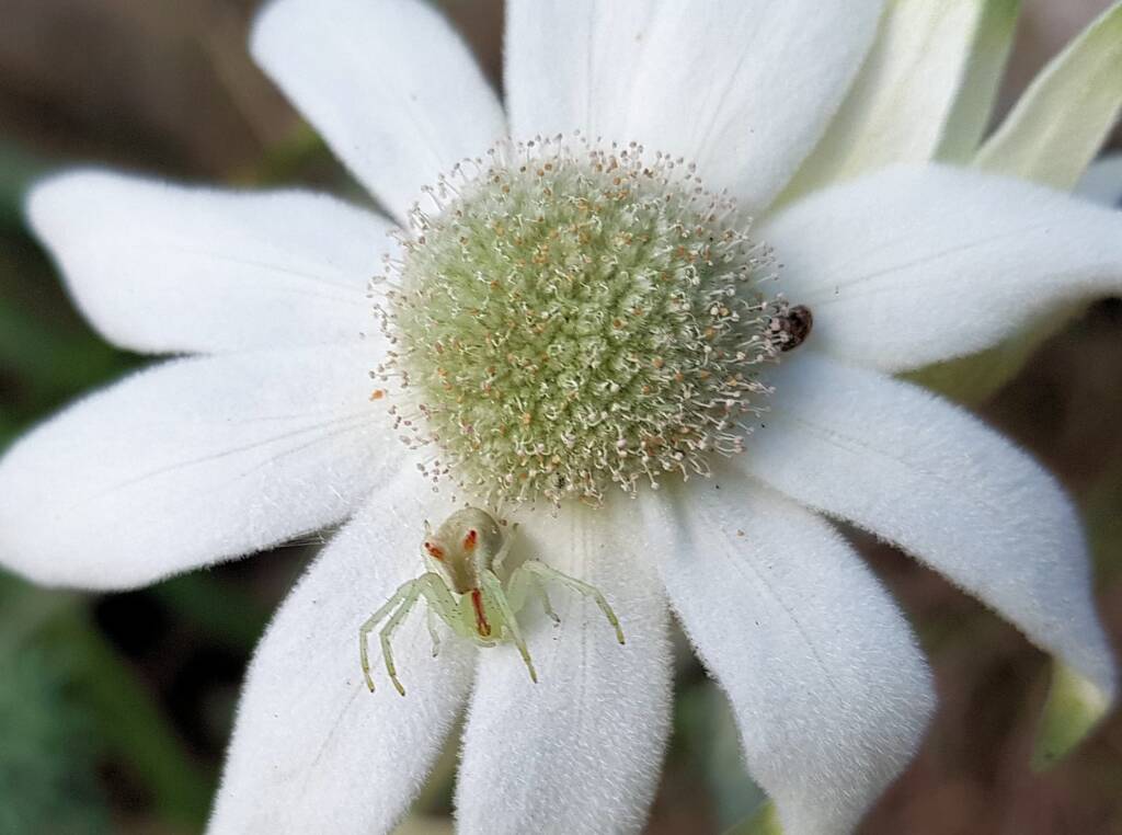 Red-tipped Crab Spider (Sidymella rubrosignata) on a Flannel Flower, Stony Range Regional Botanic Garden, Dee Why NSW