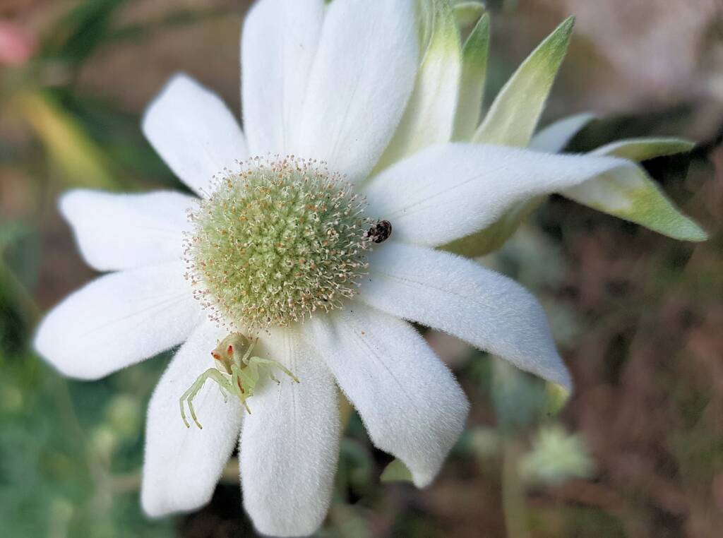 Red-tipped Crab Spider (Sidymella rubrosignata) on a Flannel Flower, Stony Range Regional Botanic Garden, Dee Why NSW