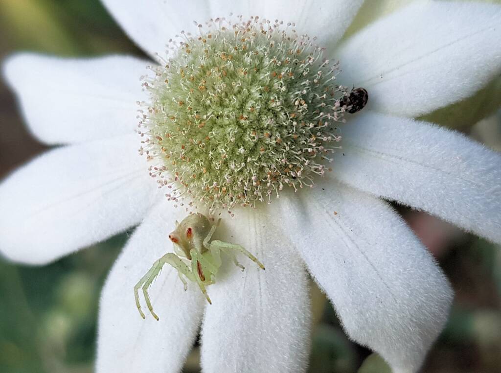 Red-tipped Crab Spider (Sidymella rubrosignata) on a Flannel Flower, Stony Range Regional Botanic Garden, Dee Why NSW