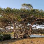 Rocky Point, Balmoral, NSW
