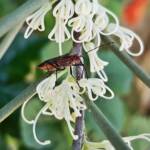 Soapberry Bug (Leptocoris sp) on Needlewood (Hakea leucoptera), Alice Springs NT