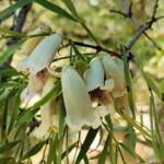 Spearwood (Pandorea doratoxylon), Alice Springs Desert Park NT