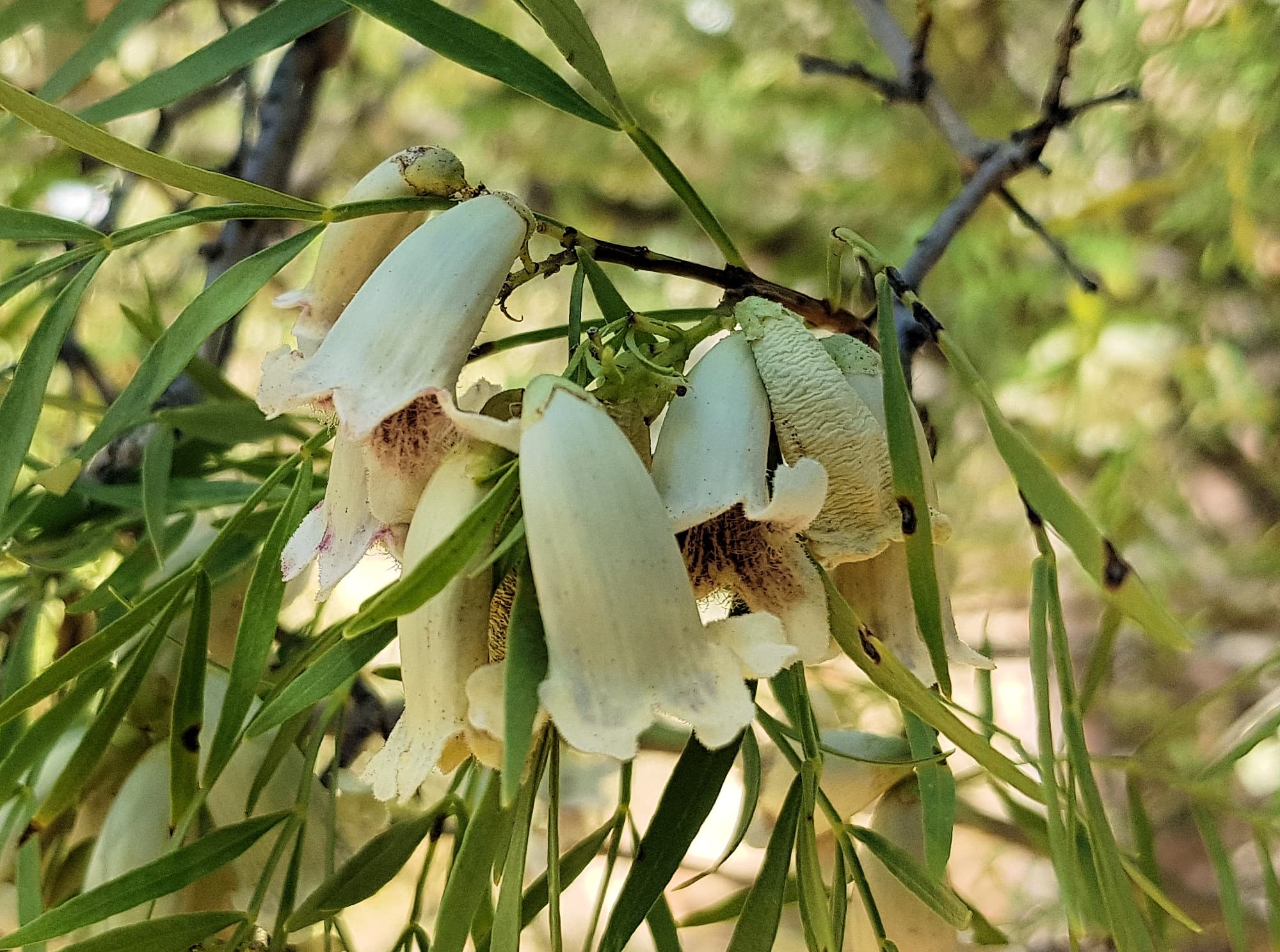 Spearwood (Pandorea doratoxylon), Alice Springs Desert Park NT