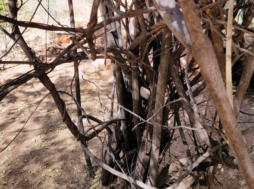 Spearwood (Pandorea doratoxylon), Alice Springs Desert Park NT