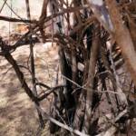 Spearwood (Pandorea doratoxylon), Alice Springs Desert Park NT