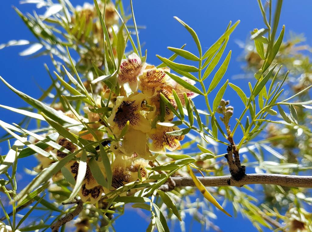 Spearwood (Pandorea doratoxylon), Alice Springs Desert Park NT