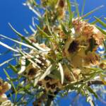 Spearwood (Pandorea doratoxylon), Alice Springs Desert Park NT