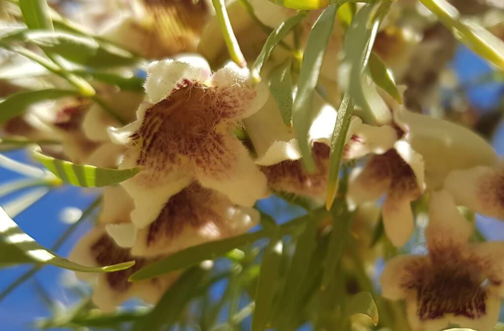 Spearwood (Pandorea doratoxylon), Alice Springs Desert Park NT