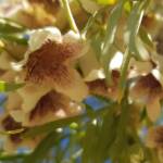 Spearwood (Pandorea doratoxylon), Alice Springs Desert Park NT