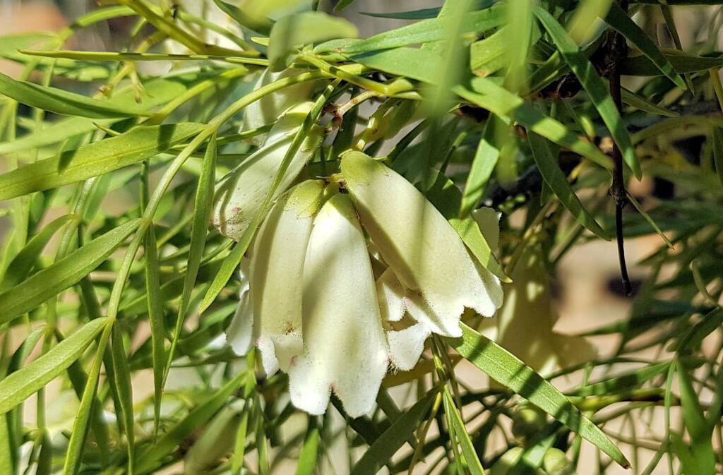 Spearwood (Pandorea doratoxylon), Alice Springs Desert Park NT