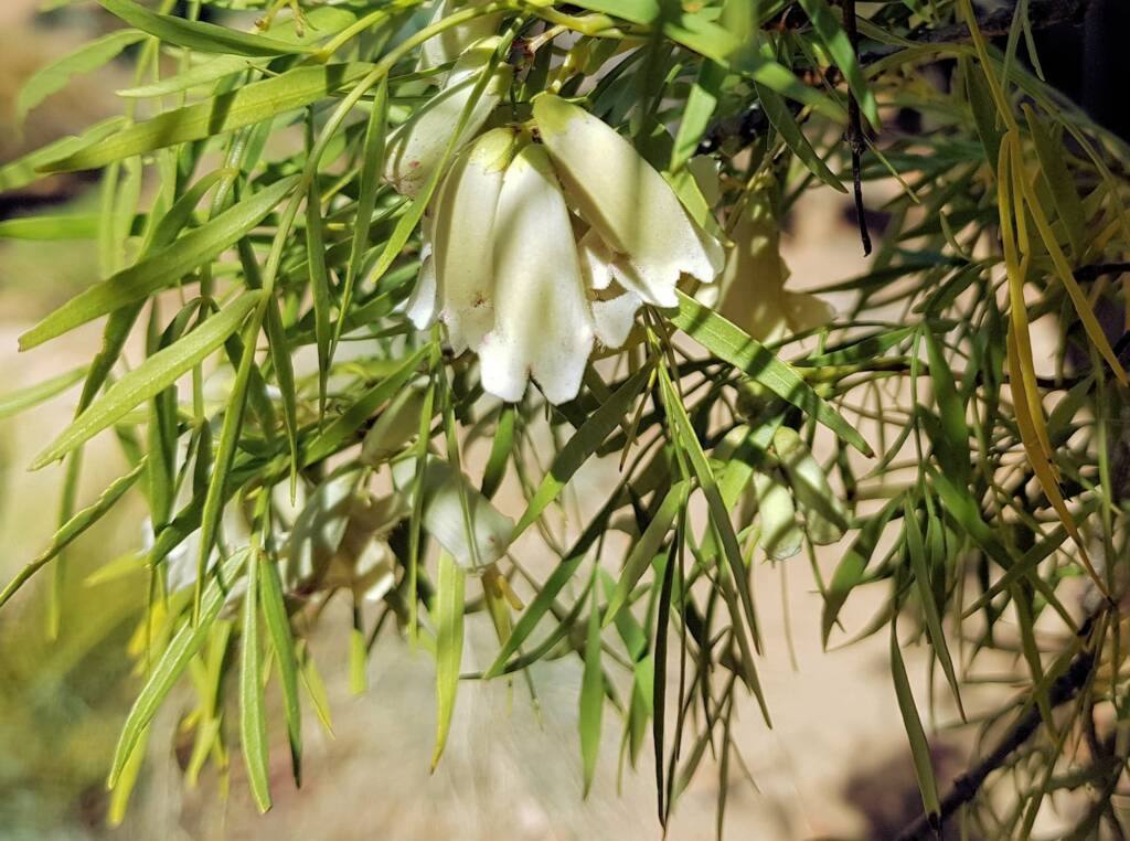 Spearwood (Pandorea doratoxylon), Alice Springs Desert Park NT