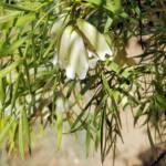 Spearwood (Pandorea doratoxylon), Alice Springs Desert Park NT