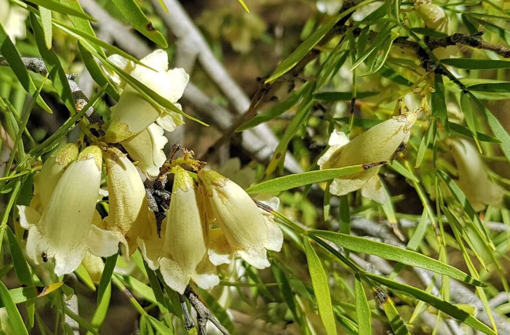 Spearwood (Pandorea doratoxylon), Alice Springs Desert Park NT