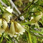 Spearwood (Pandorea doratoxylon), Alice Springs Desert Park NT