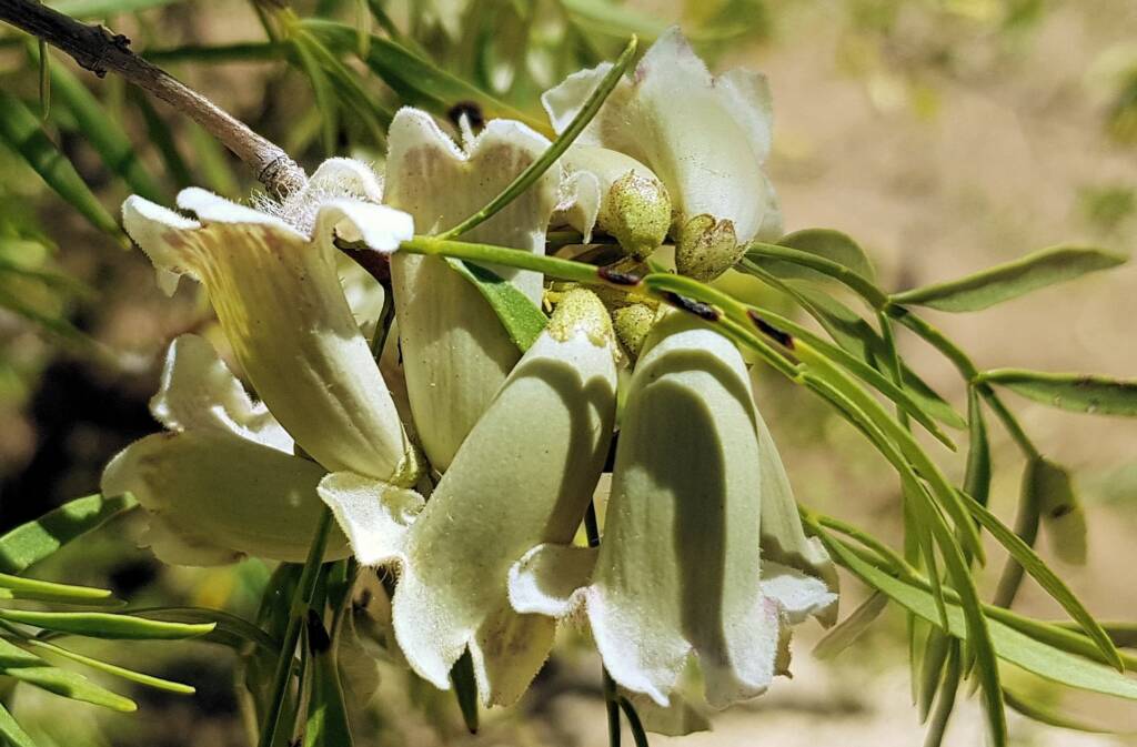 Spearwood (Pandorea doratoxylon), Alice Springs Desert Park NT
