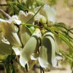 Spearwood (Pandorea doratoxylon), Alice Springs Desert Park NT