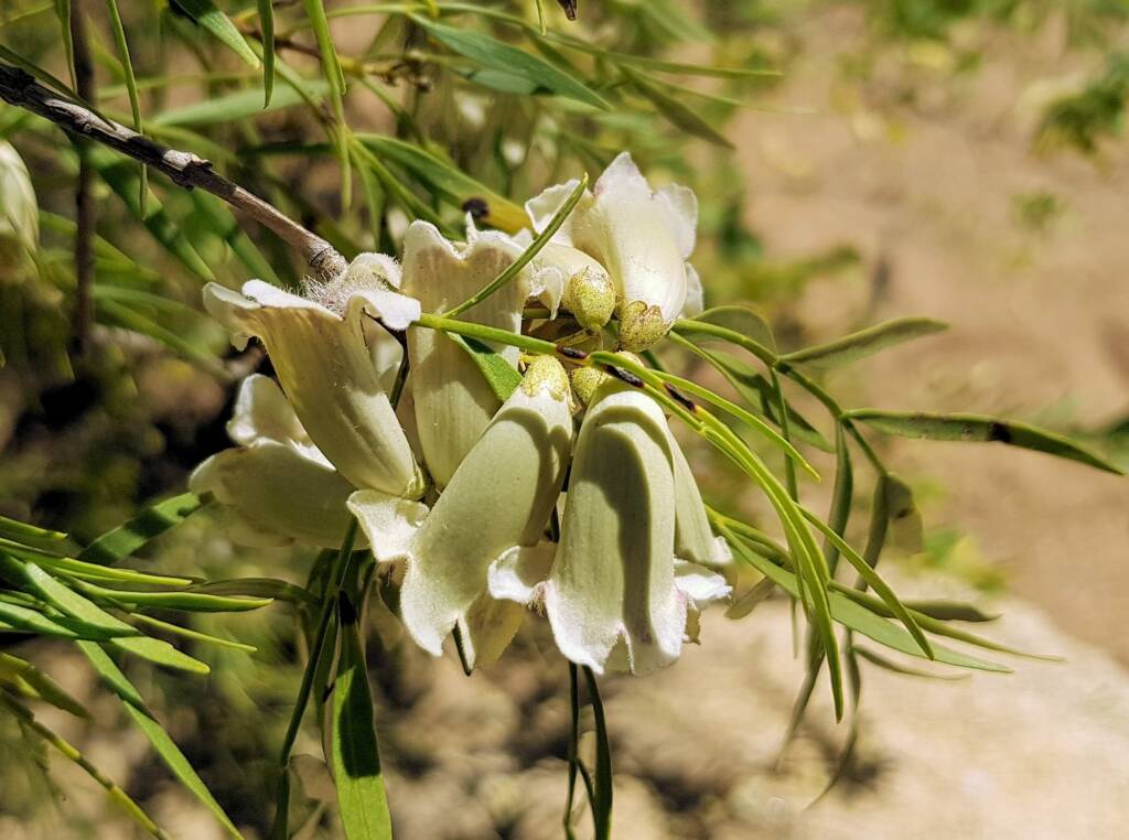 Spearwood (Pandorea doratoxylon), Alice Springs Desert Park NT