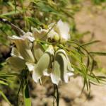 Spearwood (Pandorea doratoxylon), Alice Springs Desert Park NT
