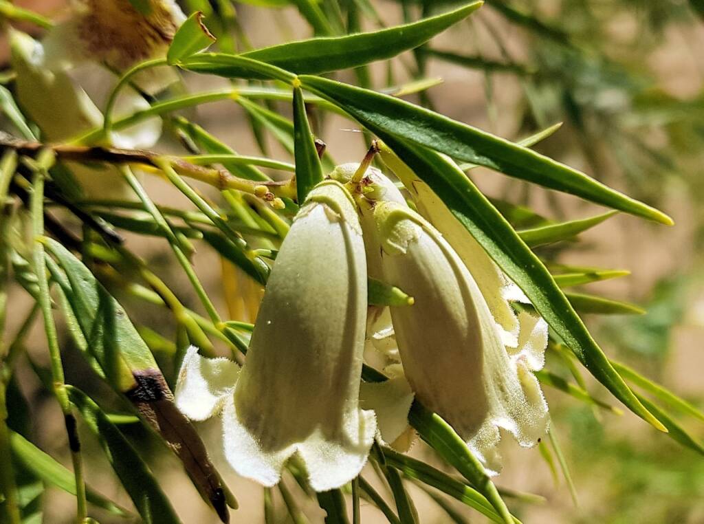 Spearwood (Pandorea doratoxylon), Alice Springs Desert Park NT