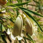 Spearwood (Pandorea doratoxylon), Alice Springs Desert Park NT