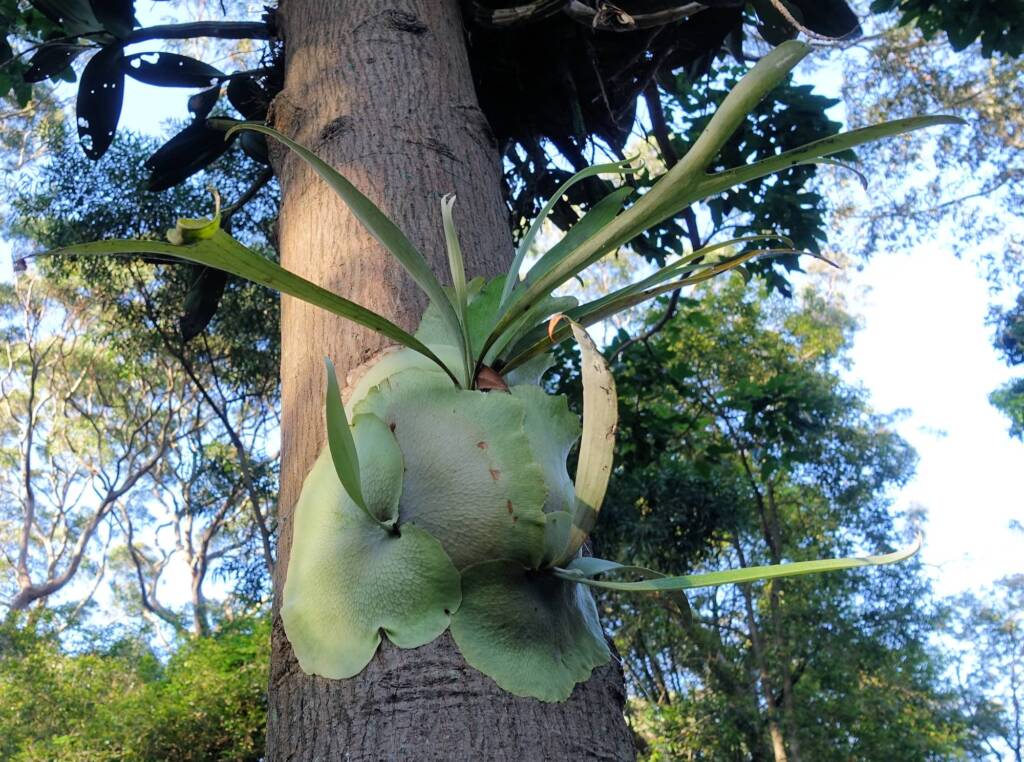 Staghorn (Platycerium superbum), Stony Range Regional Botanic Garden, Dee Why NSW
