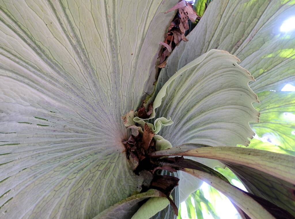 Staghorn (Platycerium superbum), Stony Range Regional Botanic Garden, Dee Why NSW