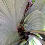 Staghorn (Platycerium superbum), Stony Range Regional Botanic Garden, Dee Why NSW