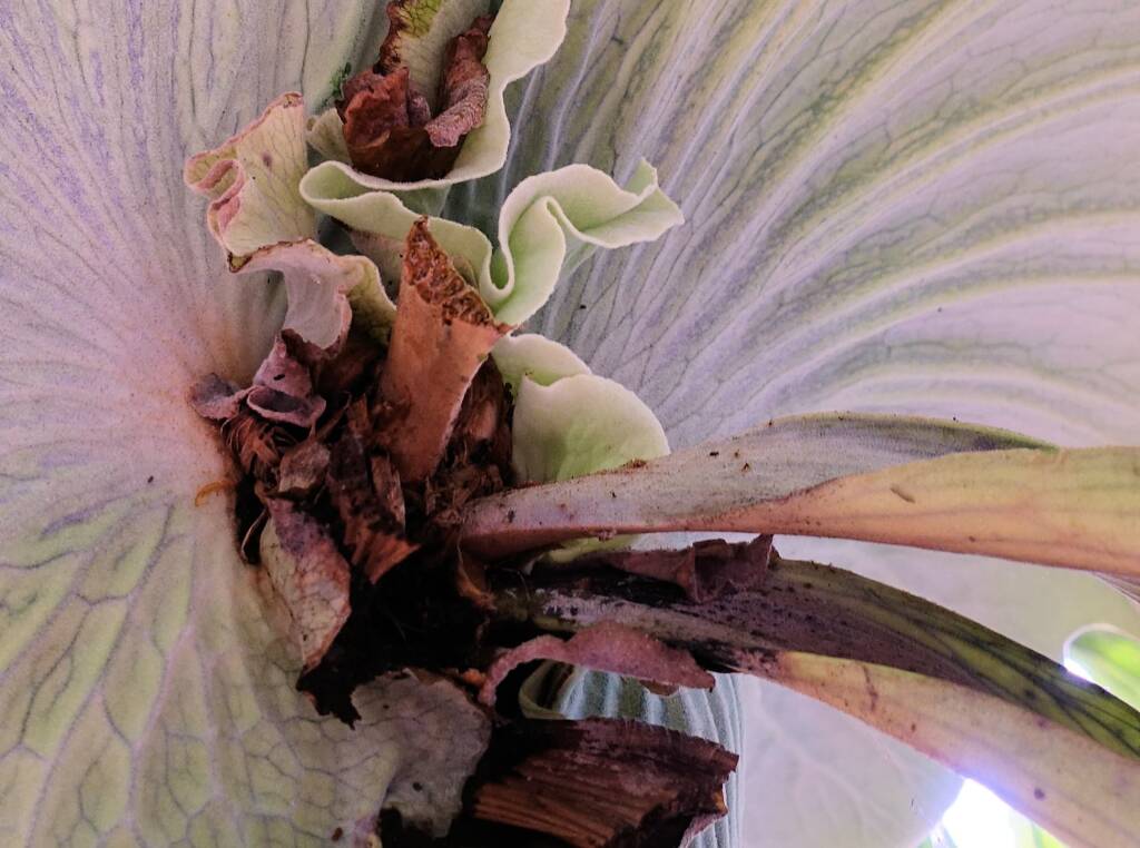 Staghorn (Platycerium superbum), Stony Range Regional Botanic Garden, Dee Why NSW