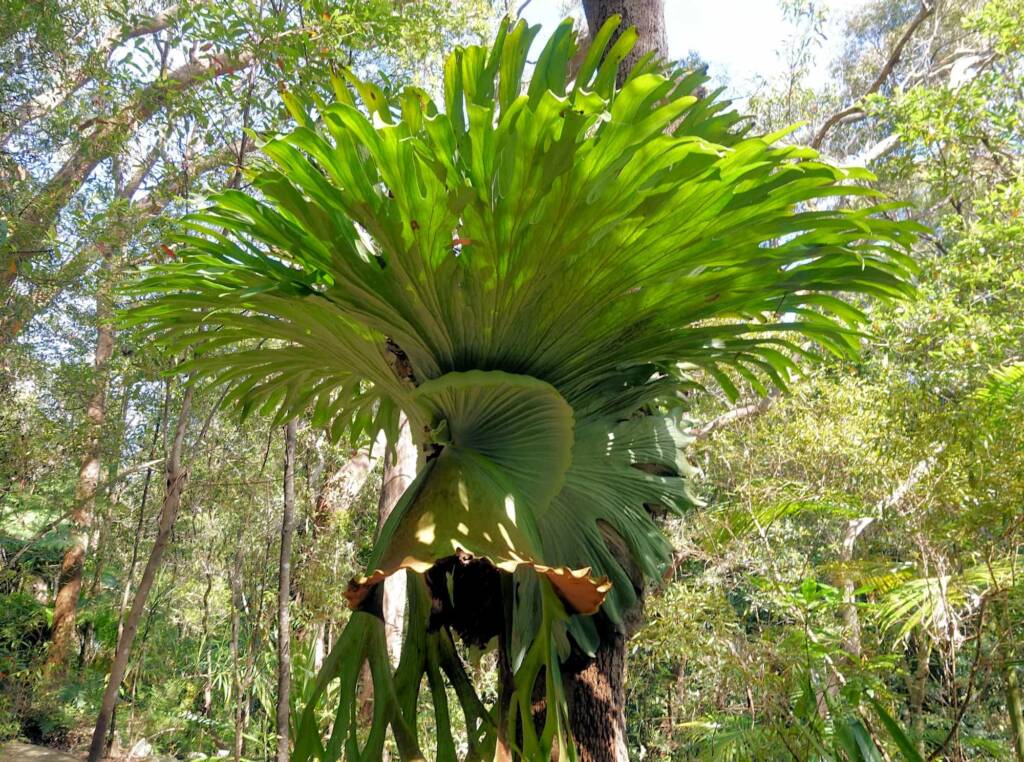 Staghorn (Platycerium superbum), Stony Range Regional Botanic Garden, Dee Why NSW