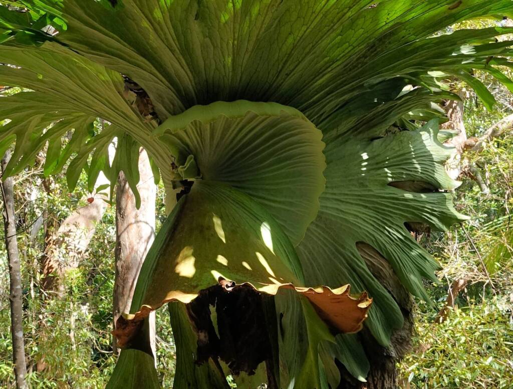 Staghorn (Platycerium superbum), Stony Range Regional Botanic Garden, Dee Why NSW