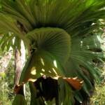 Staghorn (Platycerium superbum), Stony Range Regional Botanic Garden, Dee Why NSW