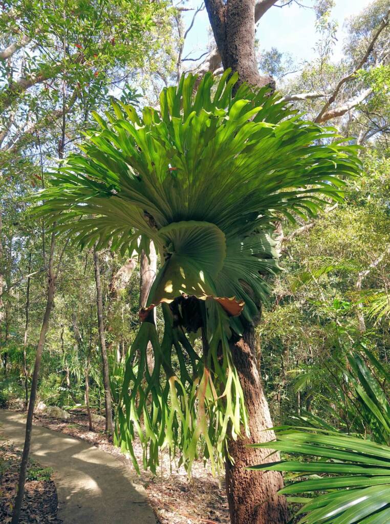 Staghorn (Platycerium superbum), Stony Range Regional Botanic Garden, Dee Why NSW