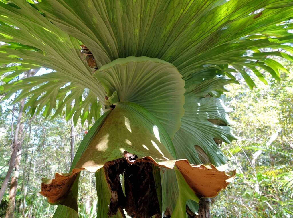 Staghorn (Platycerium superbum), Stony Range Regional Botanic Garden, Dee Why NSW