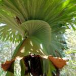 Staghorn (Platycerium superbum), Stony Range Regional Botanic Garden, Dee Why NSW