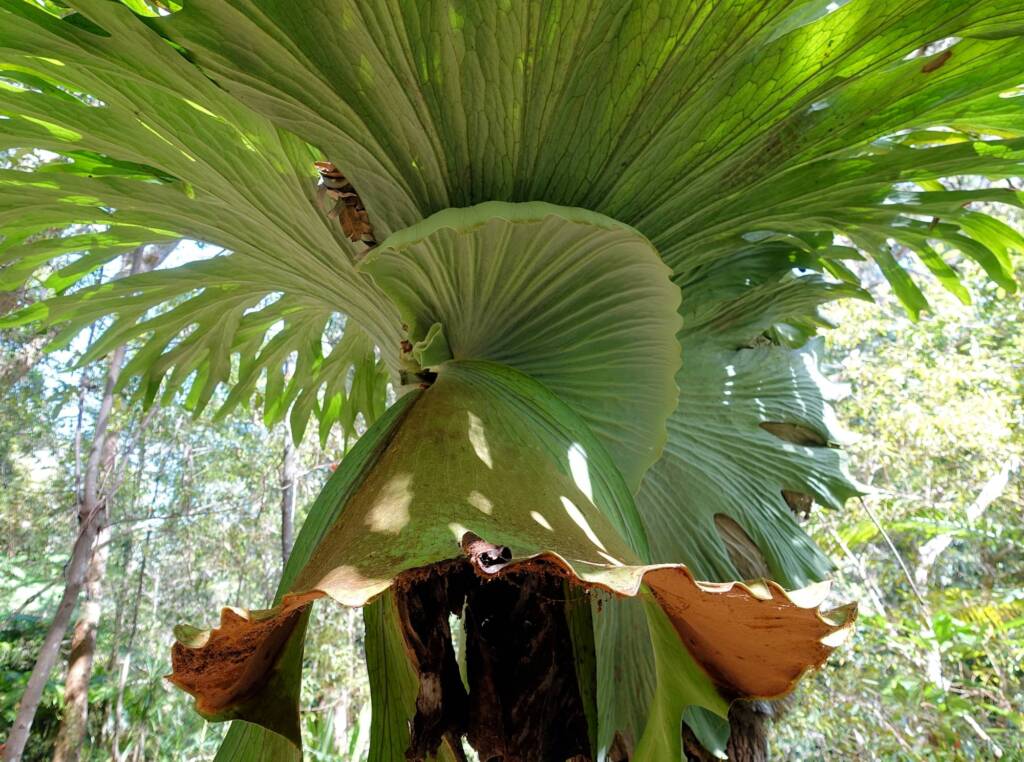 Staghorn (Platycerium superbum), Stony Range Regional Botanic Garden, Dee Why NSW