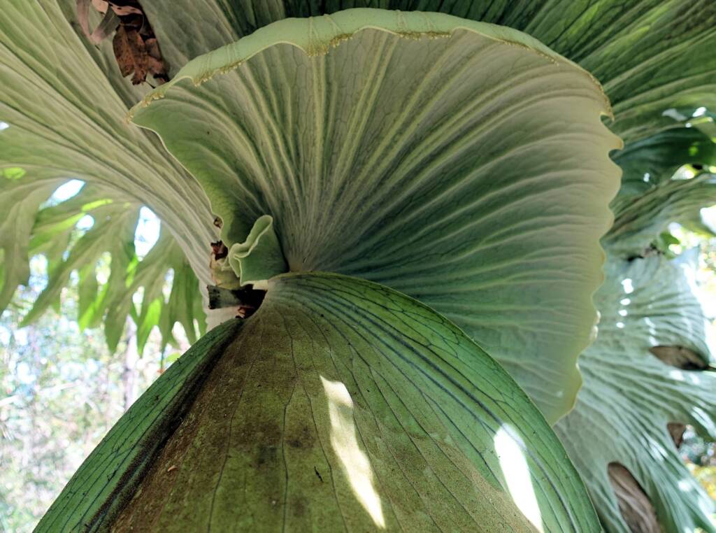 Staghorn (Platycerium superbum), Stony Range Regional Botanic Garden, Dee Why NSW
