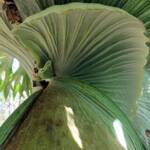 Staghorn (Platycerium superbum), Stony Range Regional Botanic Garden, Dee Why NSW