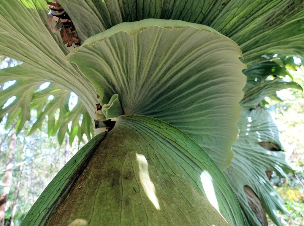 Staghorn (Platycerium superbum), Stony Range Regional Botanic Garden, Dee Why NSW