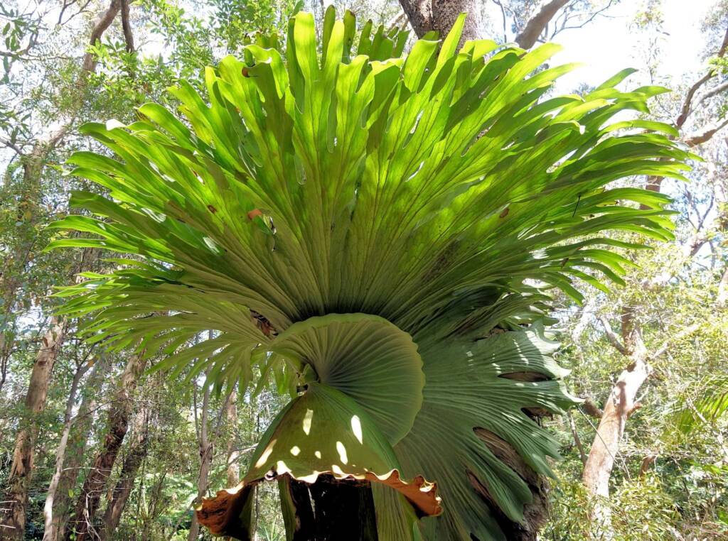 Staghorn (Platycerium superbum), Stony Range Regional Botanic Garden, Dee Why NSW