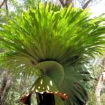 Staghorn (Platycerium superbum), Stony Range Regional Botanic Garden, Dee Why NSW