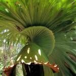 Staghorn (Platycerium superbum), Stony Range Regional Botanic Garden, Dee Why NSW