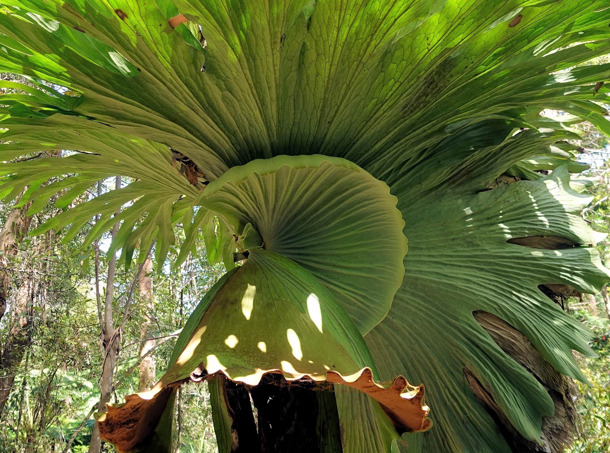 Staghorn (Platycerium superbum), Stony Range Regional Botanic Garden, Dee Why NSW