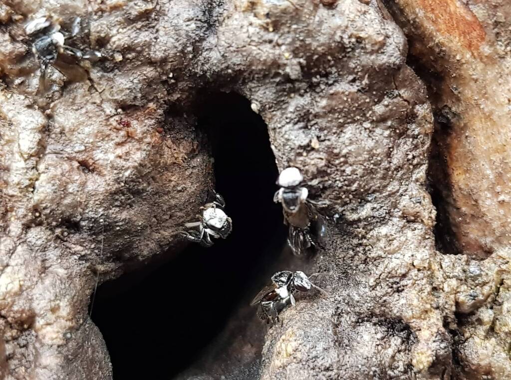 Native Honey Bee (Sugar Bags), Tetragonula carbonaria, Stony Range Regional Botanic Garden, Dee Why NSW